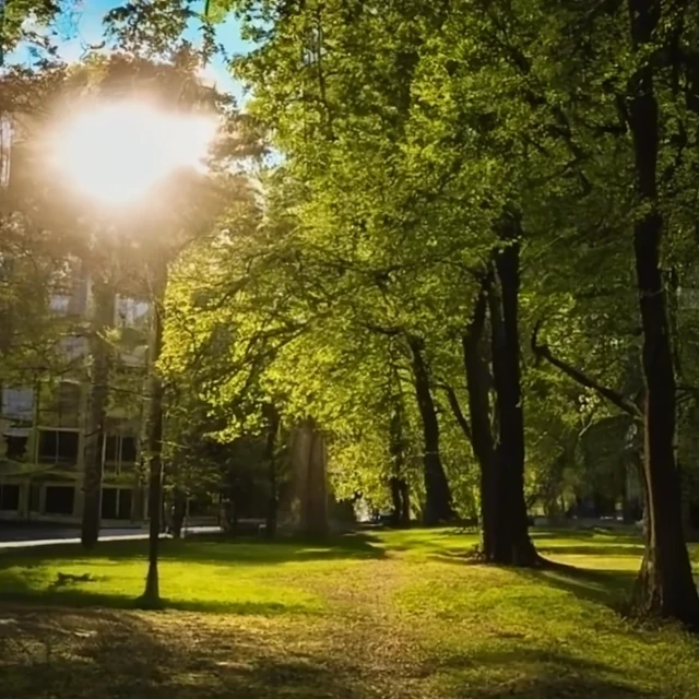 Elagage à Villeurbanne - arbres