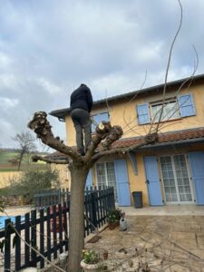 Taille d'arbre, mûrier platane